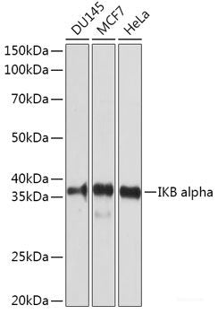Immunohistochemistry of paraffin-embedded Rat spleen using RNF10 Polyclonal Antibody at dilution of 1:100 (40x lens).