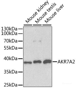 Western blot analysis of extracts of HepG2 cells using FUBP1 Polyclonal Antibody at dilution of 1:1000.