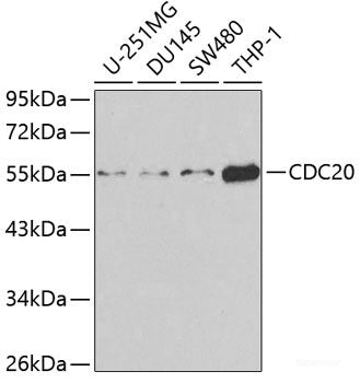 Immunohistochemistry of paraffin-embedded Rat heart using SIRT2 Polyclonal Antibody at dilution of 1:100 (40x lens).