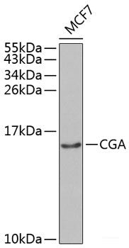Western blot analysis of extracts of various cell lines using ACADL Polyclonal Antibody at dilution of 1:1000.