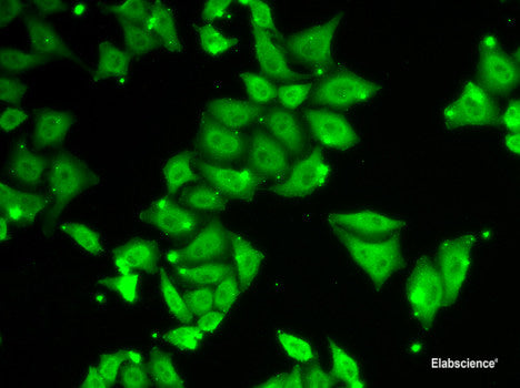 Western blot analysis of extracts of various cell lines using ACKR3 Polyclonal Antibody at dilution of 1:3000.