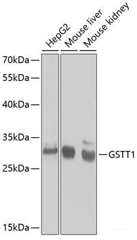 Western blot analysis of extracts of HeLa cells using HEATR1 Polyclonal Antibody at dilution of 1:3000.