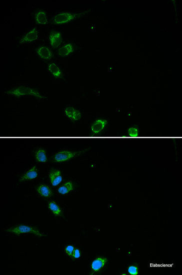 Western blot analysis of extracts of SW480 cells using IFRD1 Polyclonal Antibody at dilution of 1:1000.