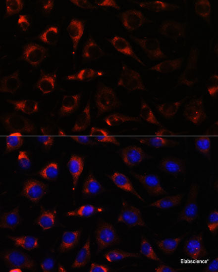 Immunohistochemistry of paraffin-embedded Mouse pancreas using EDN3 Polyclonal Antibody at dilution of 1:100 (40x lens).