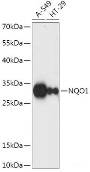 Immunofluorescence analysis of NIH-3T3 cells using VMP1 Polyclonal Antibody at dilution of 1:100 (40x lens). Blue: DAPI for nuclear staining.