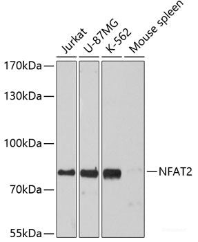 Western blot analysis of extracts of various cell lines using NAB1 Polyclonal Antibody at dilution of 1:1000.