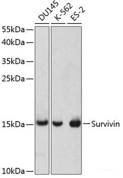 Western blot analysis of extracts of various cell lines using MPHOSPH6 Polyclonal Antibody at dilution of 1:1000.