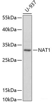 Immunohistochemistry of paraffin-embedded Rat liver using CDK5RAP1 Polyclonal Antibody at dilution of 1:100 (40x lens).