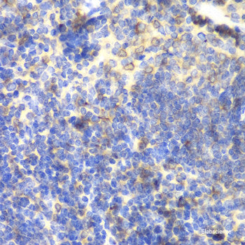 Immunofluorescence analysis of A-549 cells using CDC45 Polyclonal Antibody