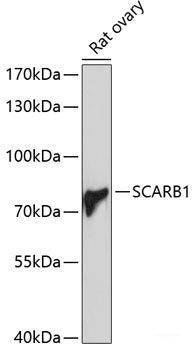 Western blot analysis of extracts of U-87MG cells using CAB39 Polyclonal Antibody at dilution of 1:1000.