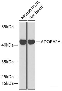 Immunofluorescence analysis of U-2 OS cells using MED25 Polyclonal Antibody at dilution of 1:100 (40x lens). Blue: DAPI for nuclear staining.