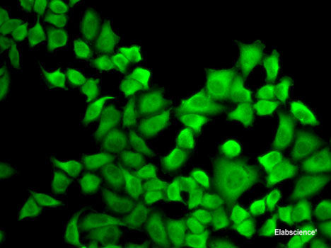 Western blot analysis of extracts of various cell lines using IFI35 Polyclonal Antibody at dilution of 1:1000.