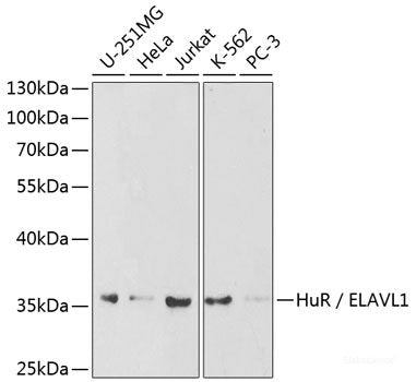 Western blot analysis of extracts of various cell lines using LDHA Polyclonal Antibody at dilution of 1:1000.