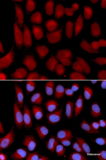 Immunohistochemistry of paraffin-embedded Rat heart using NUBP1 Polyclonal Antibody at dilution of 1:100 (40x lens).