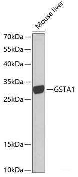 Immunohistochemistry of paraffin-embedded Rat ovary using PMEPA1 Polyclonal Antibody at dilution of 1:100 (40x lens).