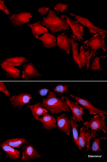 Immunofluorescence analysis of L929 cells using MARK2 Polyclonal Antibody at dilution of 1:100. Blue: DAPI for nuclear staining.