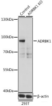 Western blot analysis of extracts of various cell lines using KIR2DL3 Polyclonal Antibody at dilution of 1:1000.