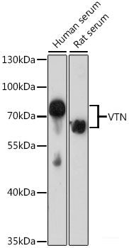 Immunofluorescence analysis of C6 cells using Histone H4 Polyclonal Antibody at dilution of 1:100. Blue: DAPI for nuclear staining.