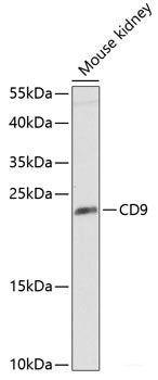Western blot analysis of extracts of various cell lines using HMBS Polyclonal Antibody at dilution of 1:1000.