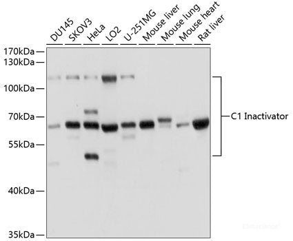 Western blot analysis of extracts of various cell lines using MED15 Polyclonal Antibody at dilution of 1:1000.