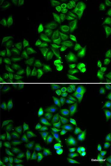 Western blot analysis of extracts of various cell lines using MEIS1 Polyclonal Antibody at dilution of 1:1000.