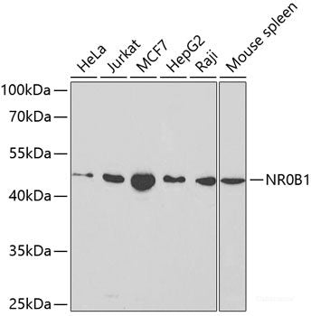 Western blot analysis of extracts of various cell lines using GNB1 Polyclonal Antibody at dilution of 1:1000.
