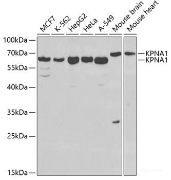 Western blot analysis of extracts of various cell lines using PITX2 Polyclonal Antibody at dilution of 1:3000.