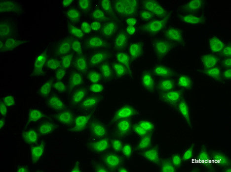 Immunofluorescence analysis of A-549 cells using FMO3 Polyclonal Antibody