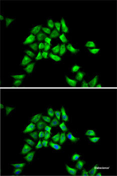 Western blot analysis of extracts of various cell lines using GNAI3 Polyclonal Antibody at dilution of 1:1000.