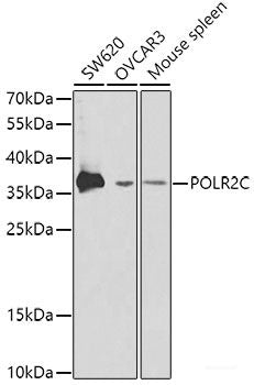 Immunohistochemistry of paraffin-embedded Human normal breast using PKLR Polyclonal Antibody at dilution of 1:200 (40x lens).