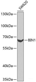 Western blot analysis of extracts of various cell lines using EBAG9 Polyclonal Antibody at dilution of 1:1000.