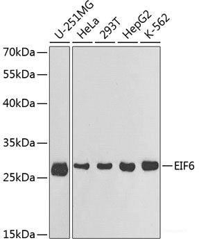 Western blot analysis of extracts of HT-29 cells using TAPBP Polyclonal Antibody at dilution of 1:1000.