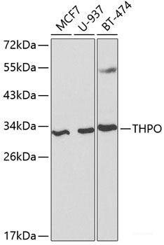 Immunohistochemistry of paraffin-embedded Mouse liver using RPL5 Polyclonal Antibody at dilution of 1:200 (40x lens).