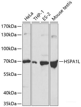 Western blot analysis of extracts of various cell lines using RPS27A Polyclonal Antibody at dilution of 1:1000.