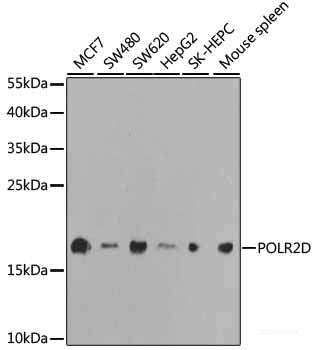Immunofluorescence analysis of U2OS cells using CD70 Polyclonal Antibody