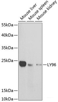 Immunohistochemistry of paraffin-embedded Mouse stomach using CDC45 Polyclonal Antibody at dilution of 1:100 (40x lens).