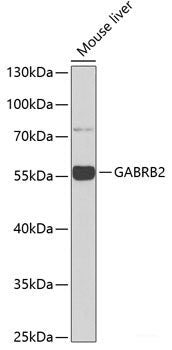 Western blot analysis of extracts of various cell lines using SIGLEC3/CD33 Polyclonal Antibody at dilution of 1:1000.