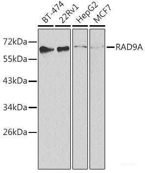 Immunofluorescence analysis of U2OS cells using DNMT3A Polyclonal Antibody