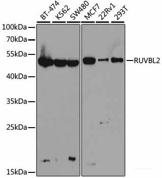 Western blot analysis of extracts of various cell lines using FGR Polyclonal Antibody at dilution of 1:1000.