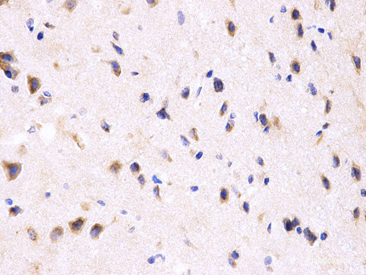 Immunofluorescence analysis of U-2 OS cells using Histone H2AX Polyclonal Antibody at dilution of 1:100 (40x lens). Blue: DAPI for nuclear staining.