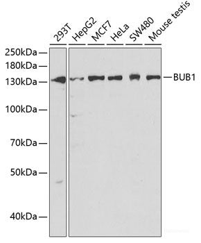 Immunohistochemistry of paraffin-embedded Rat kidney using ITGAV Polyclonal Antibody at dilution of 1:50 (40x lens).