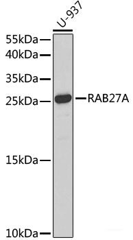 Immunohistochemistry of paraffin-embedded Rat brain using NCF4 Polyclonal Antibody at dilution of 1:100 (40x lens).