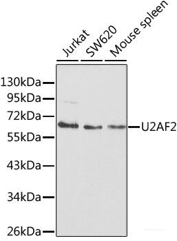 Immunohistochemistry of paraffin-embedded Rat spleen using TNFRSF11B Polyclonal Antibody at dilution of 1:200 (40x lens).