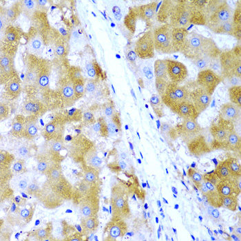 Immunofluorescence analysis of HepG2 cells using POLR2A Polyclonal Antibody