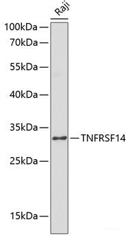 Western blot analysis of extracts of HeLa cells using ZYX Polyclonal Antibody.