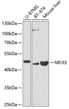 Immunofluorescence analysis of HeLa cells using CUL1 Polyclonal Antibody