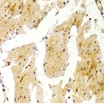 Immunofluorescence analysis of MCF-7 cells using REG3G Polyclonal Antibody
