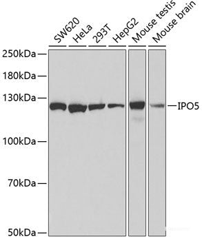 Western blot analysis of extracts of various cell lines using PIWIL1 Polyclonal Antibody at dilution of 1:1000.