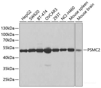 Western blot analysis of extracts of various cell lines using ELSPBP1 Polyclonal Antibody at dilution of 1:1000.