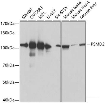 Western blot analysis of extracts of Mouse kidney using MAX Polyclonal Antibody at dilution of 1:500.